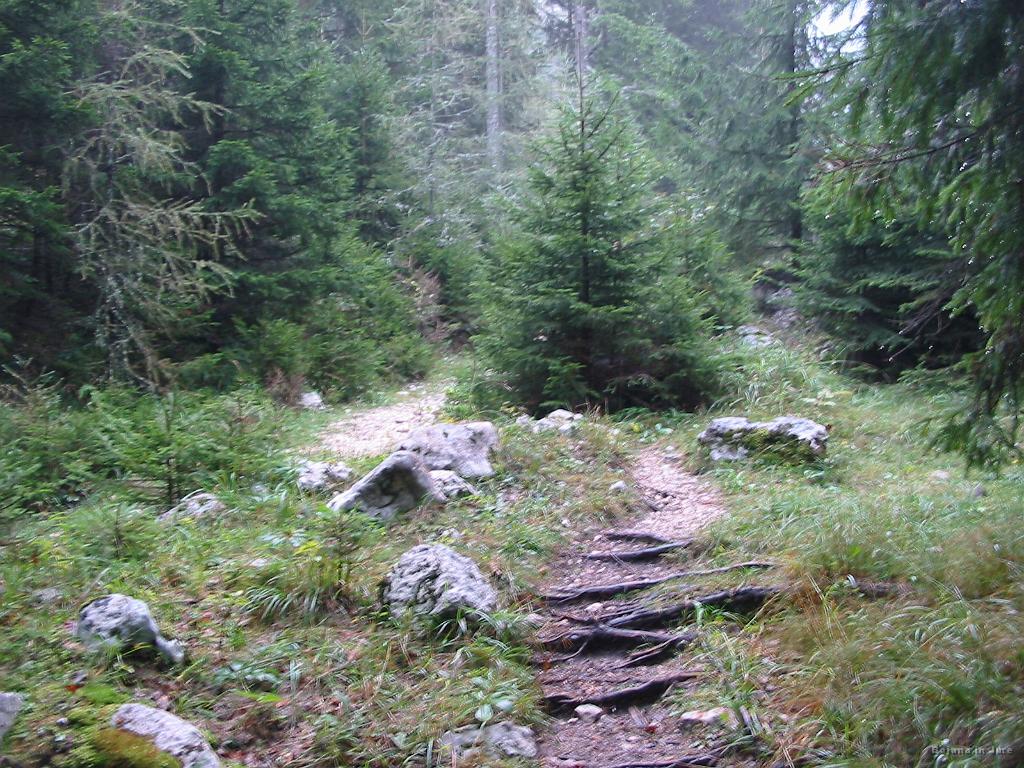 Slika_05.jpg - Začetno ogrevanje skozi gozd.