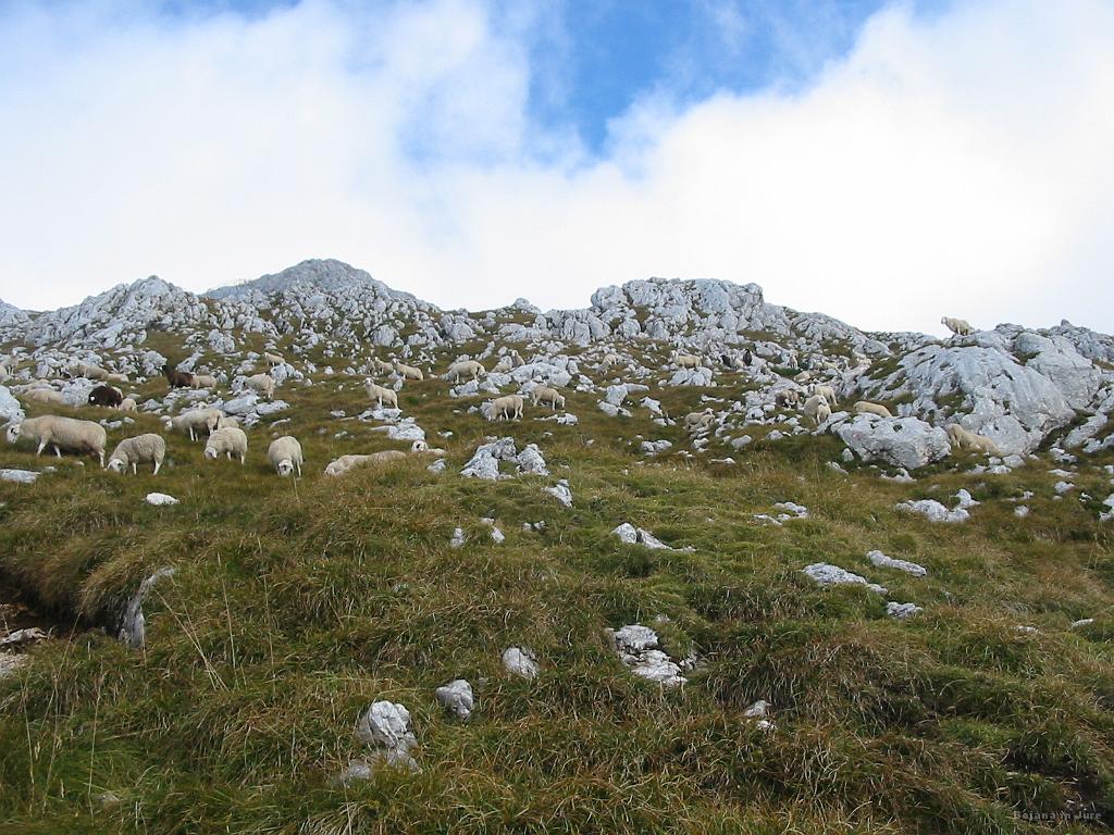 Slika_32.jpg - Očitno sta bili res opazovalki za čredo ovac. Tu je nama ratalo jasno, da so te ovce hodile po isti poti kot sva šla midva. Naj spomniva na iztrebke na poti v področju Pasja glava, ki je na višini 1500 m, tu pa so se nahajale na 2100 m. Resnično so hribolaznice!