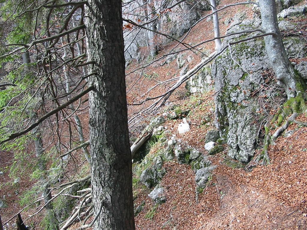 Slika_08.jpg - ...tu pa niti približno ne več. Sicer je bila vidna neke vrste pot, sam markacij pa ni. Kako sva sploh zašla. Med raznimi serpentincami markirane poti, so tudi bližnjice, ki so označene z rdečimi črtami. Pri eni, ki je kazala oster zavoj navzgor sva jo ubrala po "poti" kar naravnost. Joj, kakšen mir je bil :)