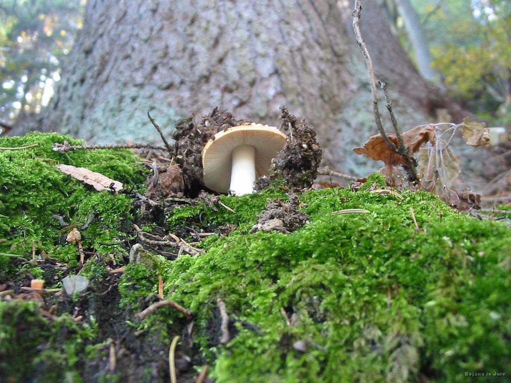 Slika_43.jpg - Mušnička.