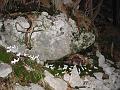 Slika_51