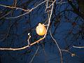 Slika_59