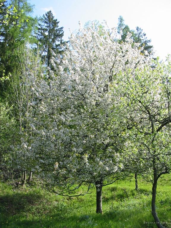 Slika_07.jpg - Krasote pomladi!
