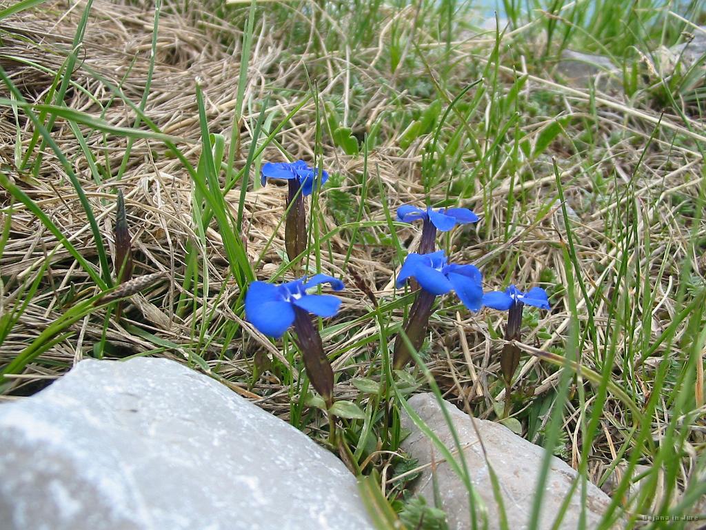 Slika_42.jpg - Spet rožce.