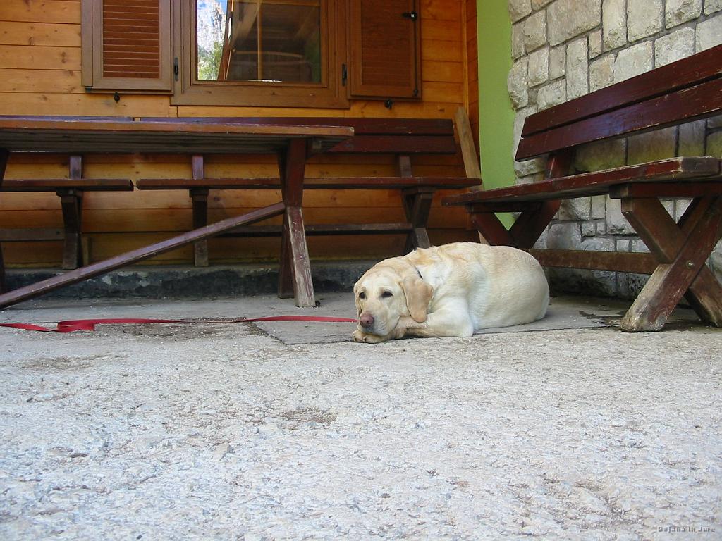 Slika_63.jpg - Ja, težko je življenje tu na Zelenici.
