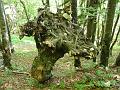 Slika_55