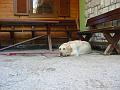 Slika_63