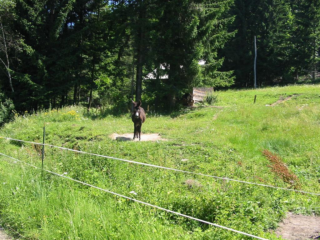 Slika_48.jpg - Pri kmetiji Gačnik je sredi dneva, na žgočem soncu, stal ta osel. Dobesedno! :)