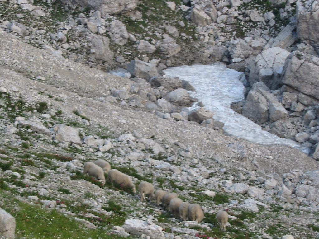 Slika_12.jpg - Ovčice...