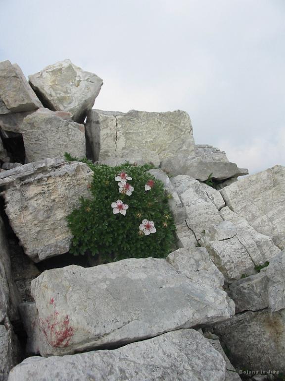 Slika_44.jpg - Rožce.