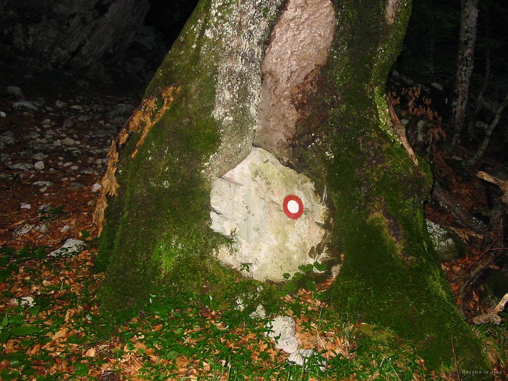 Slika_09.jpg - Drevo tega kamna ne izpusti.