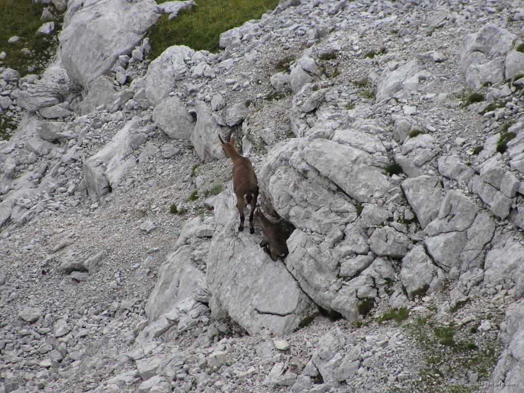 Slika_59.jpg - Verjetno kozorogi.