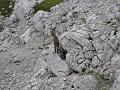 Slika_59