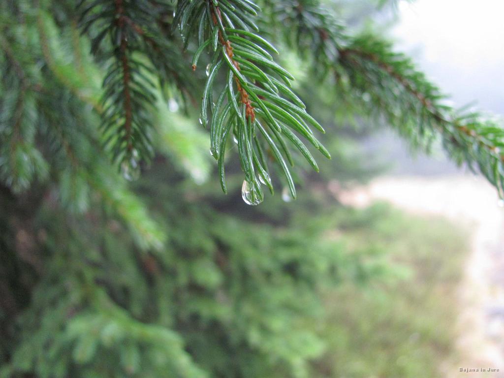Slika_04.jpg - Smrečni utrinek :)
