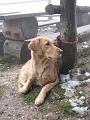 Slika_47
