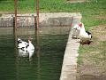 Slika_35