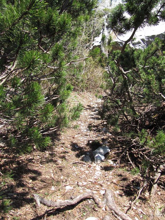 Slika_23.jpg - Že na poti skozi Suho ruševje.