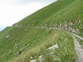 Slika_36