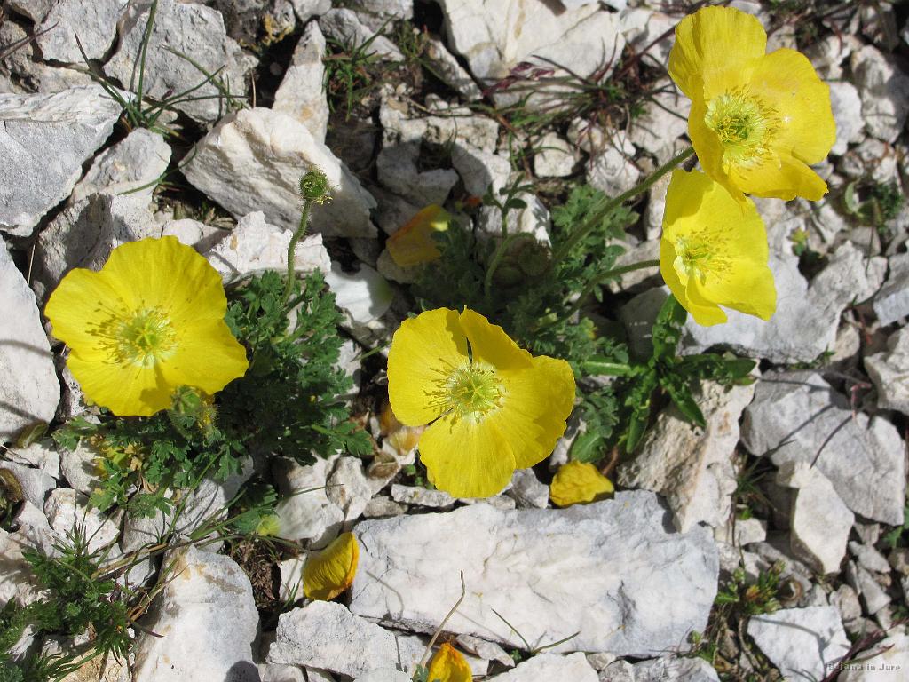 Slika_130.jpg - Rožce.