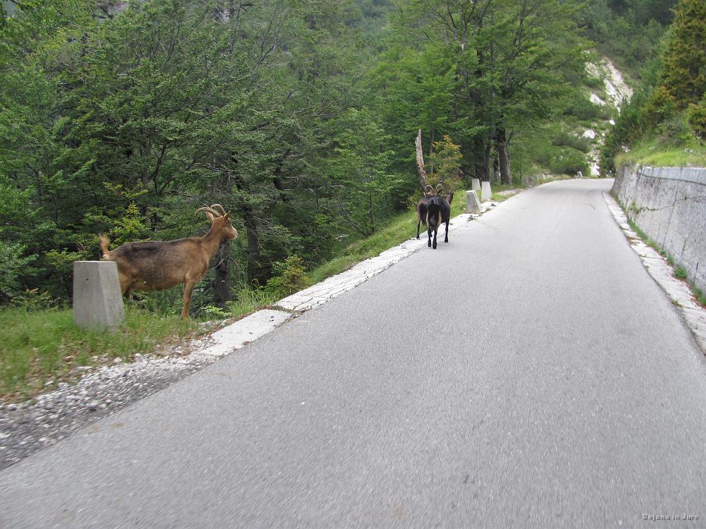 Slika_12.jpg - Kam pa vidve? Ja, kozice in ovce se prosto sprehajajo v svojem naravnem okolju. Žal se pa nekateri vozniki ne zavedajo, kdo je komu prišel v dnevno sobo!