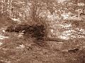 Slika_13