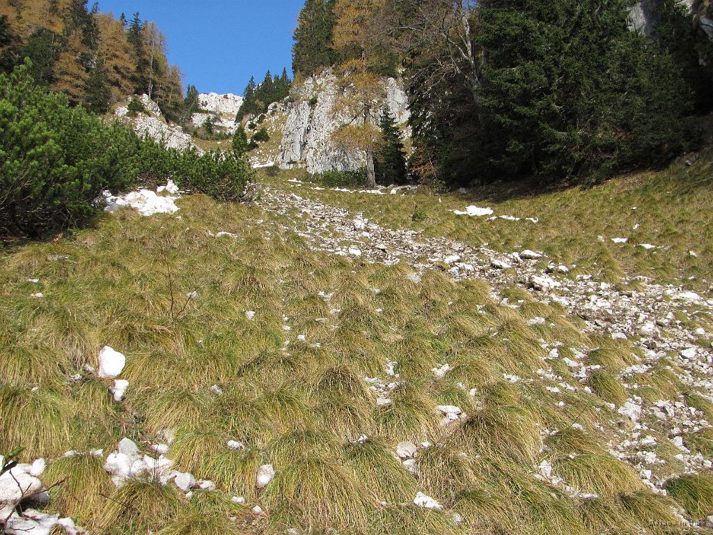 Slika_14.jpg - Ti šopi trave spominjajo na lasulje. Ja, tu gor sva šla, vendar pred skalami zavila desno. Nisva še povsem izgubila upanja o osvojitvi Vrtače.