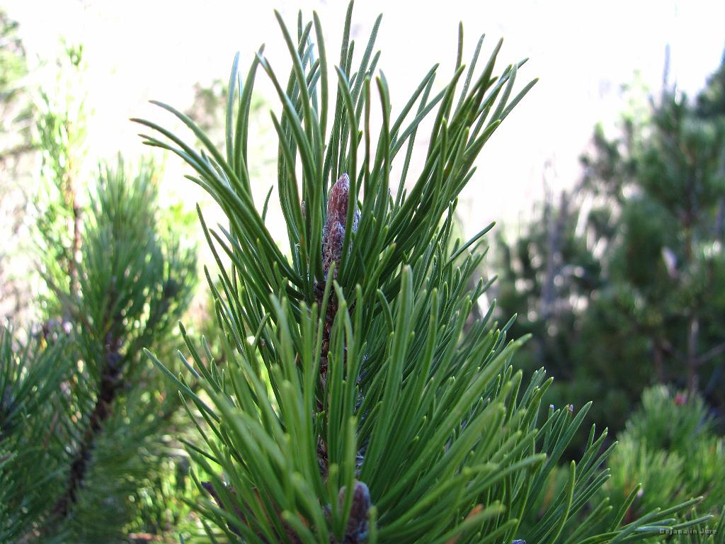 Slika_57.jpg - Utrinek.