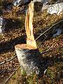 Slika_73