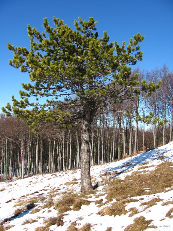 Slika_18.jpg - V tekmovanju za Mistra iglavcev nedvomno zmaga bor.