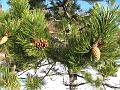 Slika_45