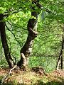 Slika_23
