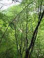 Slika_48