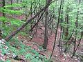 Slika_50
