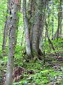 Slika_58