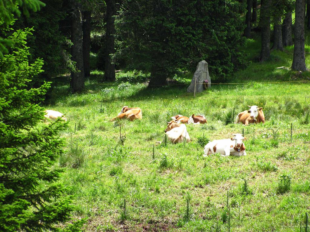 Slika_054.jpg - Krave, ki ležijo kot, hja, kot krave.