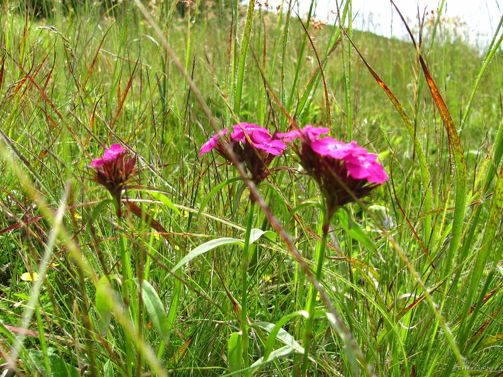 Slika_170.jpg - Še rožce.