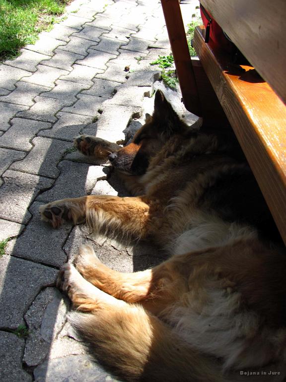 Slika_33.jpg - Sicer ni bilo pretirane vročine, vendar po kosilu paše malce počitka.