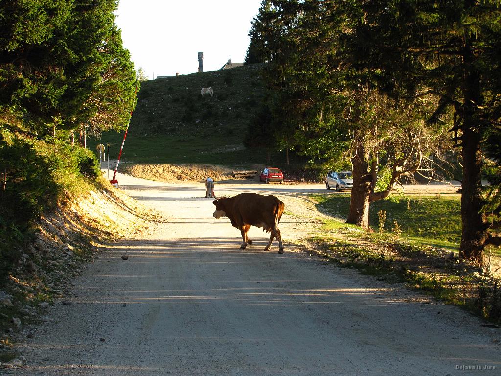 Slika_75.jpg - Po obedu je manjkalo še nekaj korakov in vrnili smo se na parkirišče pred rampo. Zadnja atrakcija dneva je bila tale terenska krava, ki je s pogonom na vse štiri parklje za malo malico zmazala klanček nad potjo.
