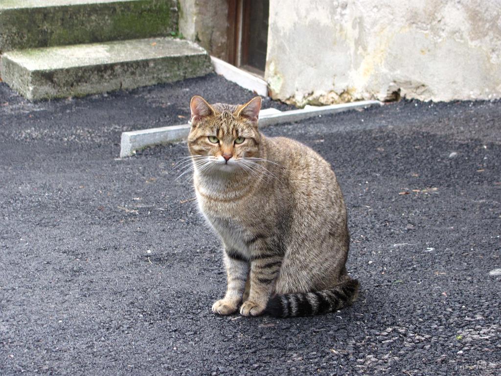 Slika_55.jpg - Repko pa ni ravno šarmer.