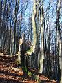 Slika_17