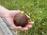 Now THIS is a fig. Ripe, delicious, why did it stay at one?