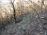 Zig-zagging through the woods.