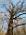 A historical tree.